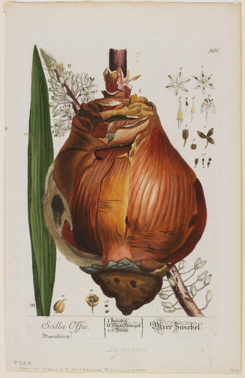 Scilla Offic, 1757-73 (kézzel színezett és kevert mélynyomás) alkotó: Elizabeth Blackwell