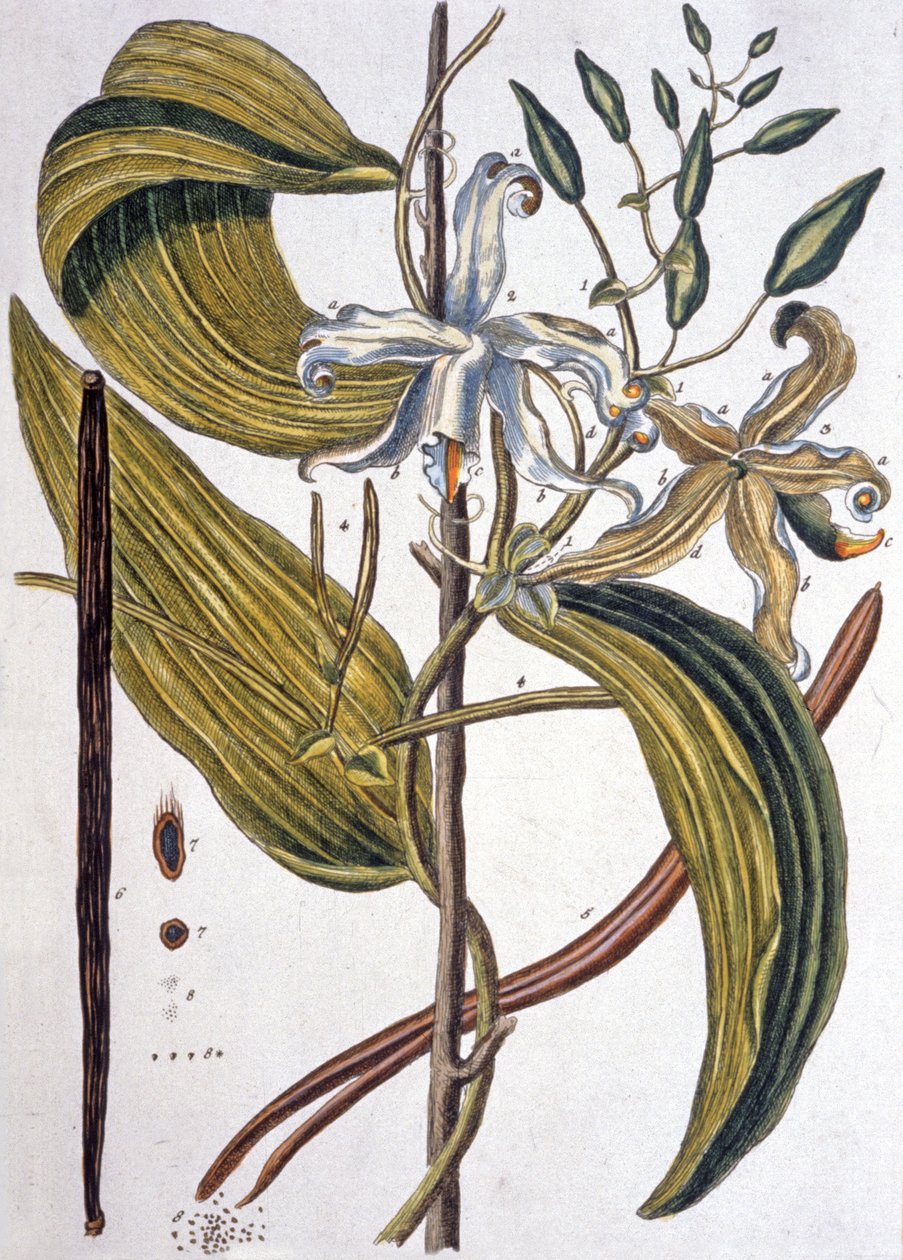 Vaníliarúd 1737 alkotó: Elizabeth Blackwell