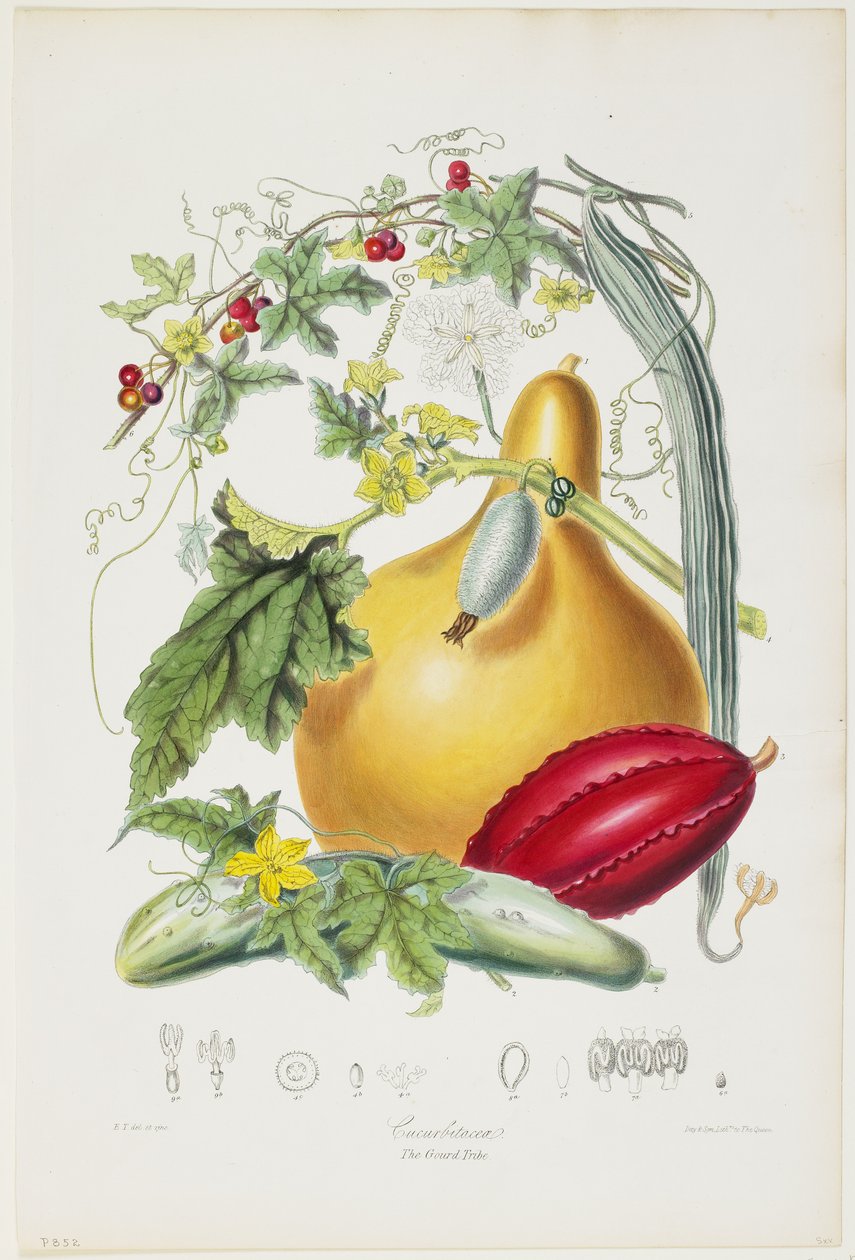 Cucurbitaceae, The Gourd Tribe, Illustrations of the Natural Orders of Plants, 1849-55 (kézzel színezett litho) alkotó: Elizabeth Twining