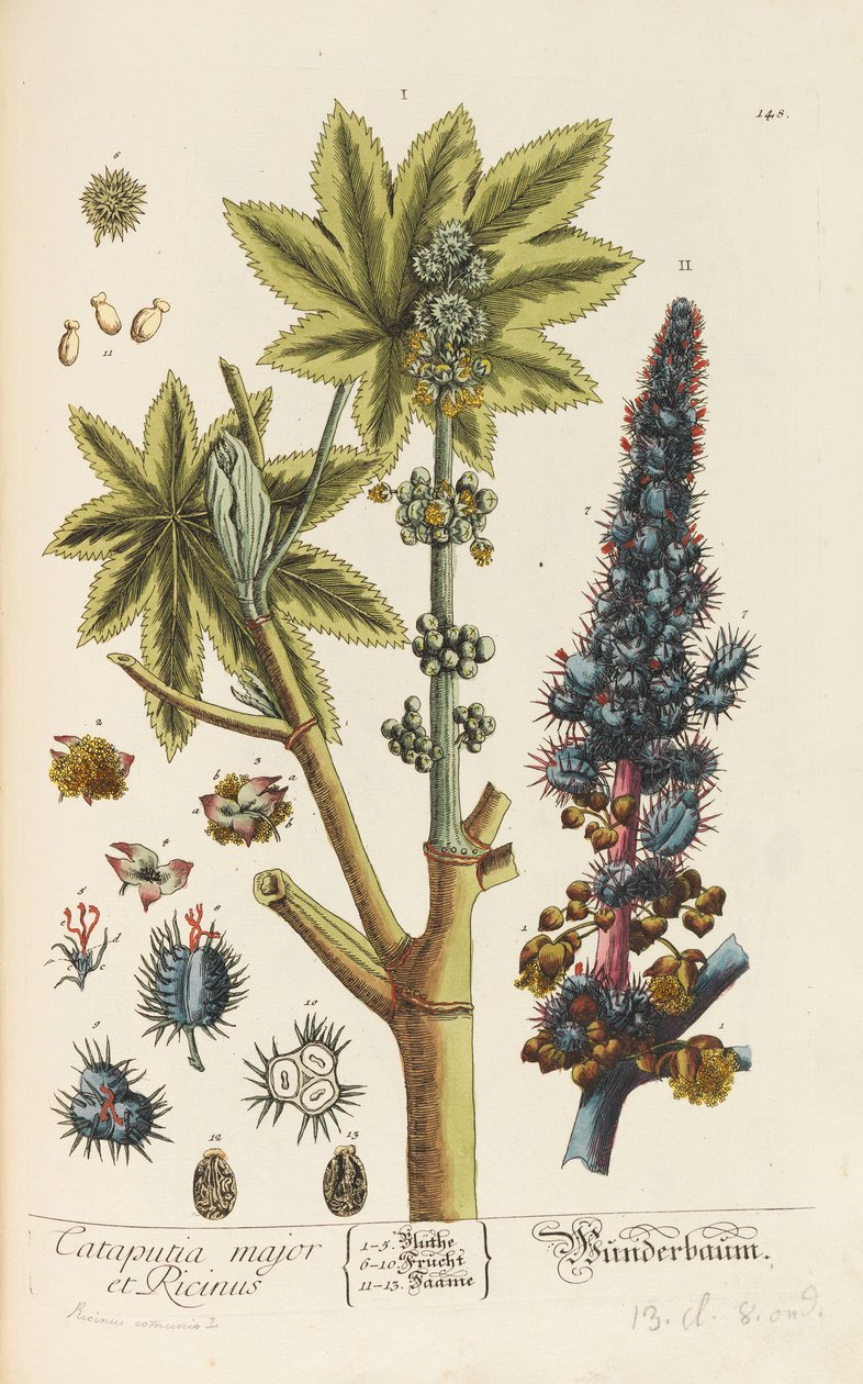 Herbarium Blackwellianum emendatum et augmentum, 1754-1773 alkotó: Elizabeth Blachrie Blackwell