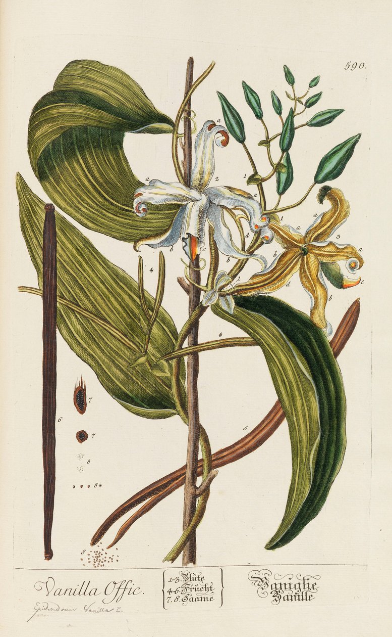 Herbarium Blackwellianum emendatum et augmentum, 1754-1773 alkotó: Elizabeth Blachrie Blackwell