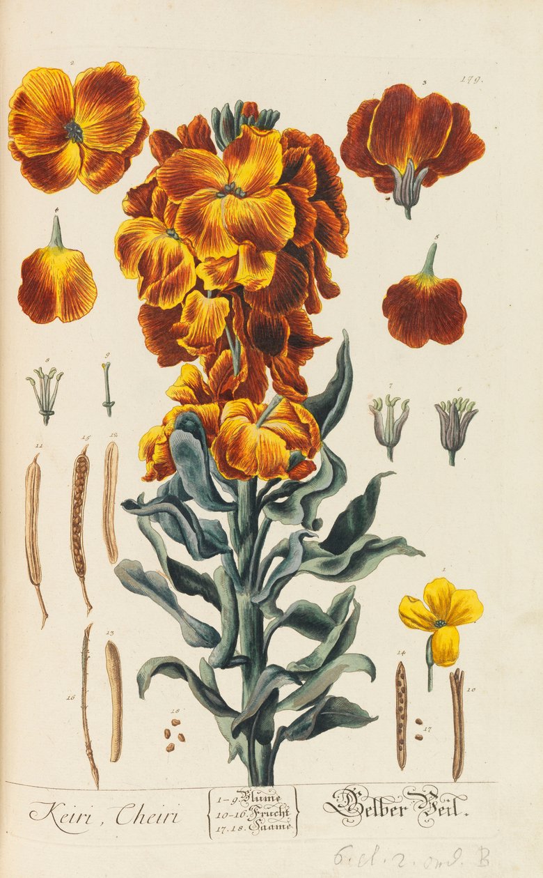Herbarium Blackwellianum emendatum et augmentum, 1754-1773 alkotó: Elizabeth Blachrie Blackwell