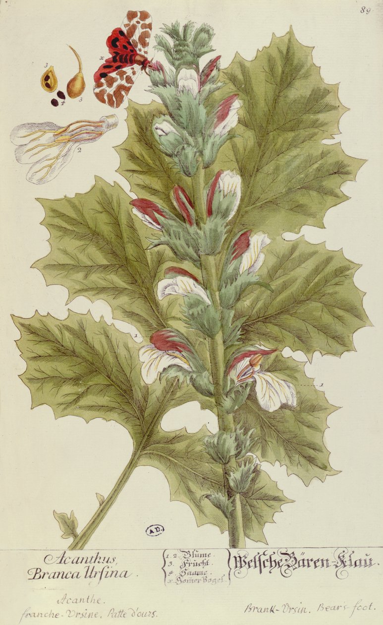 Acanthus Branca Ursina, az Egy kíváncsi gyógynövényből, 1757-ben jelent meg Nürnburgban alkotó: Elizabeth Blackwell