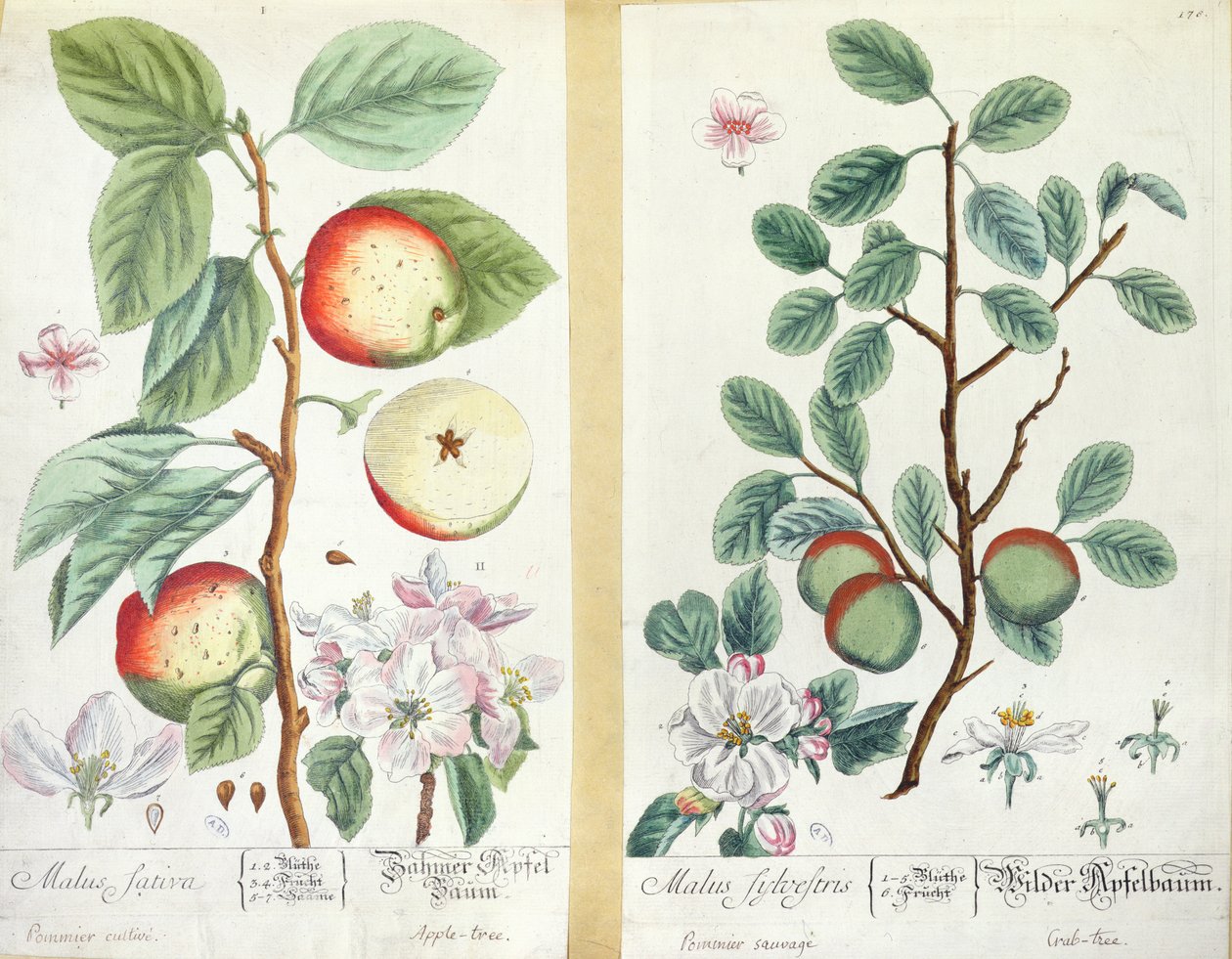 Alma, Malus Sativa és Malus Sylvestris, a 