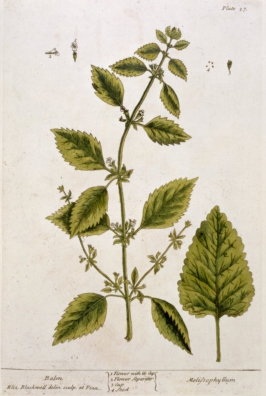 Balzsam, 27. tábla az 1782-ben megjelent "Egy különös gyógynövény" című könyvből (színes metszet). alkotó: Elizabeth Blackwell