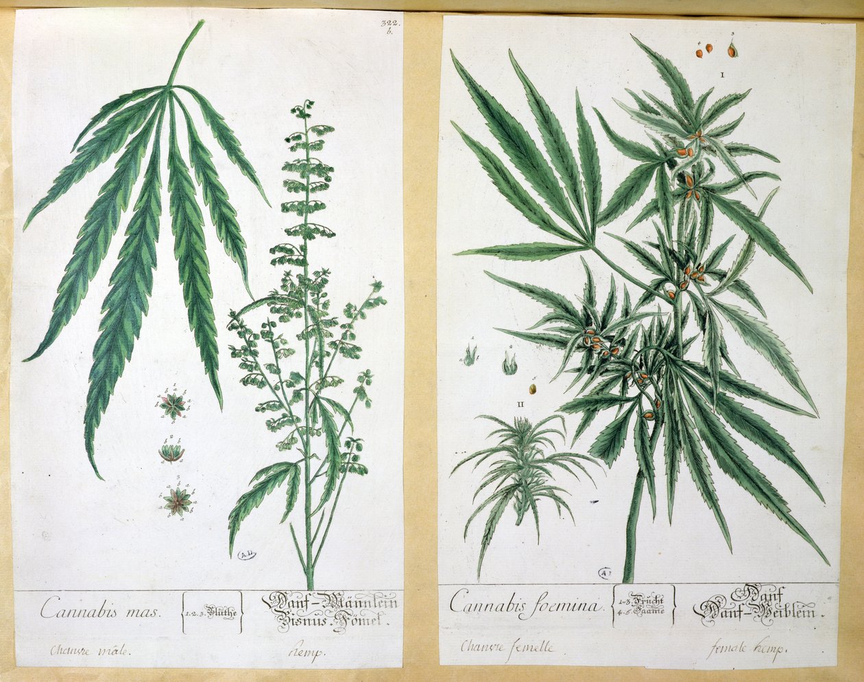 Cannabis mas és Cannabis foemina, a 