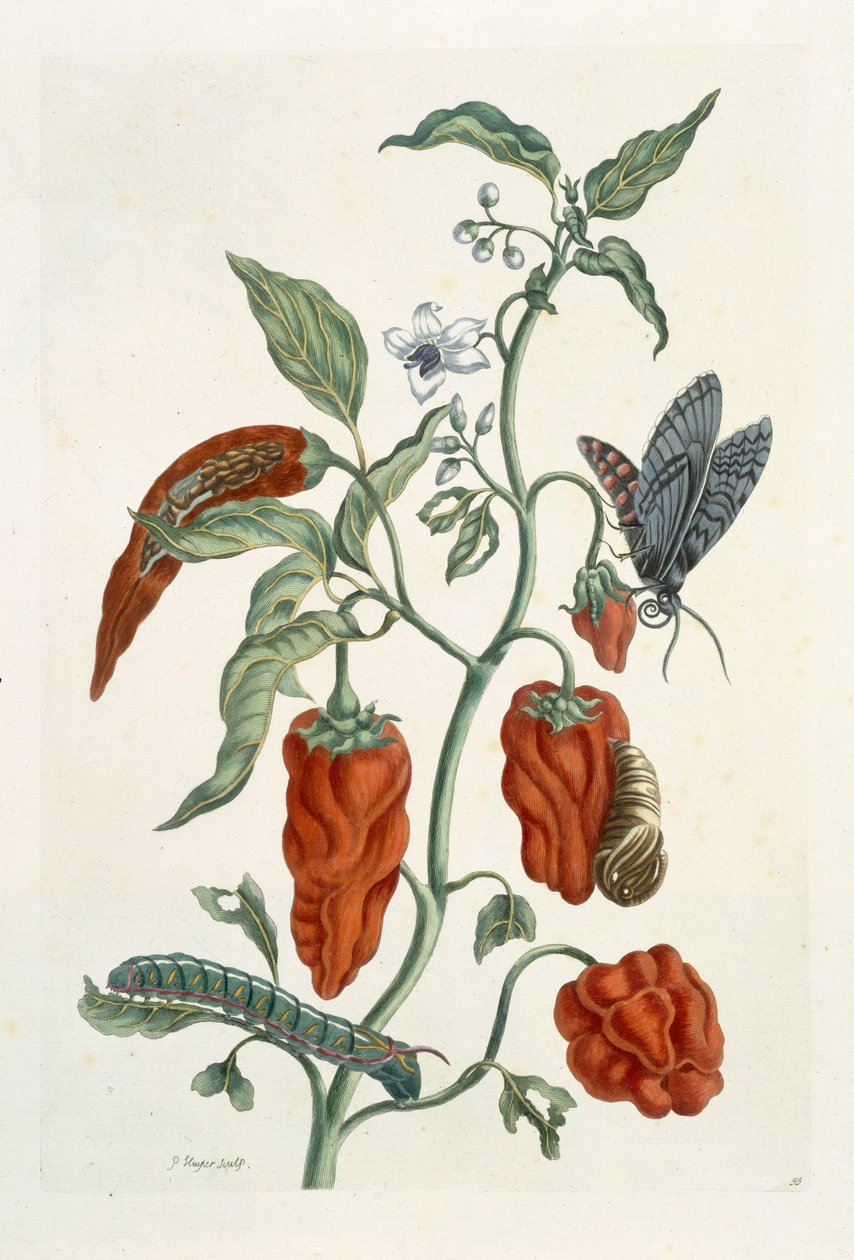 Komfű, a "Különös gyógynövény"-ből, 1782 (színes metszet) alkotó: Elizabeth Blackwell