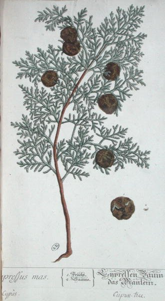 Cypress Tree, az 1757-ben Nürnbergben kiadott „A Curious Herbal”-ból (színes metszet) alkotó: Elizabeth Blackwell