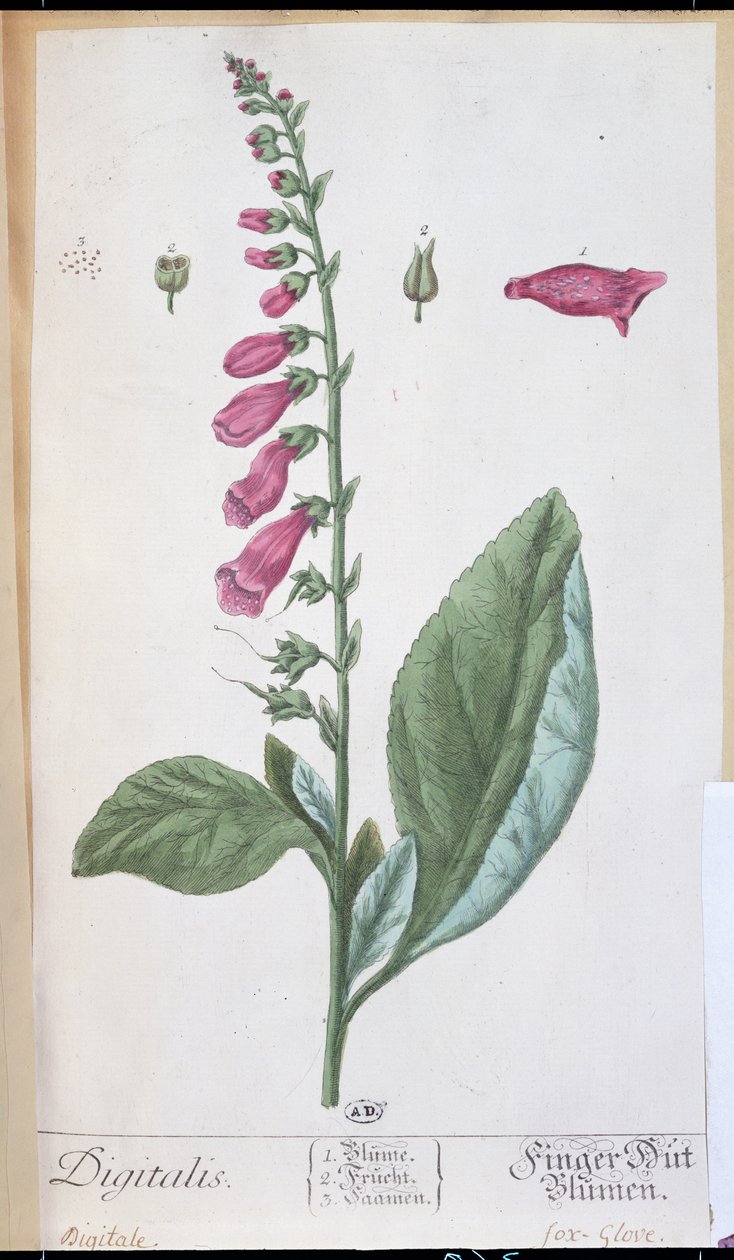 Digitalis purpurea, a 