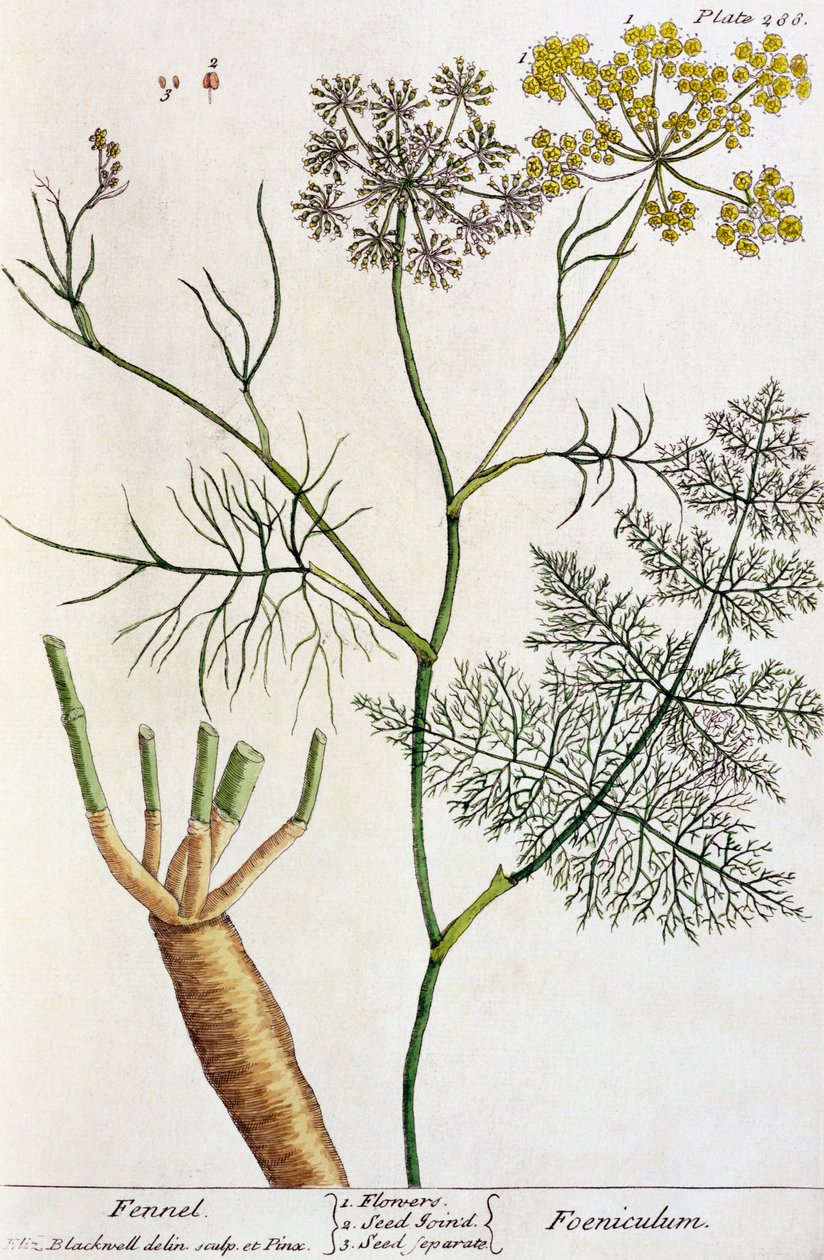 Édeskömény, 288-as tábla az „A Curious Herbal”-ból, 1782-ben megjelent (színes metszet) alkotó: Elizabeth Blackwell