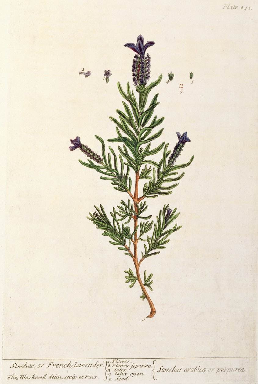 Francia levendula, 241-es tábla az „A Curious Herbal”-ból, 1782-ben (színes metszet) alkotó: Elizabeth Blackwell