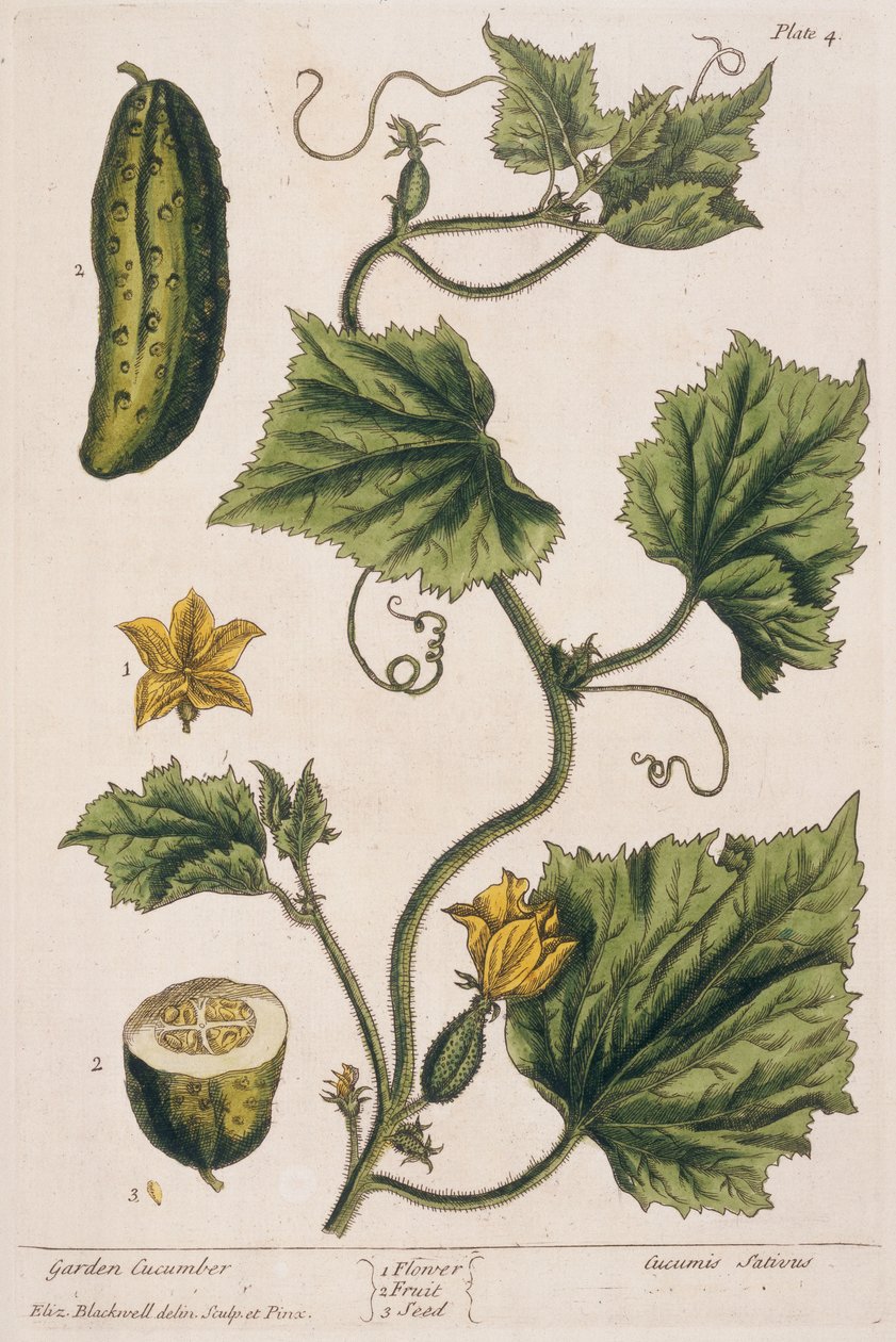 Kerti uborka, 4. tányér az „A Curious Herbal”-ból, 1782-ben (színes metszet) alkotó: Elizabeth Blackwell