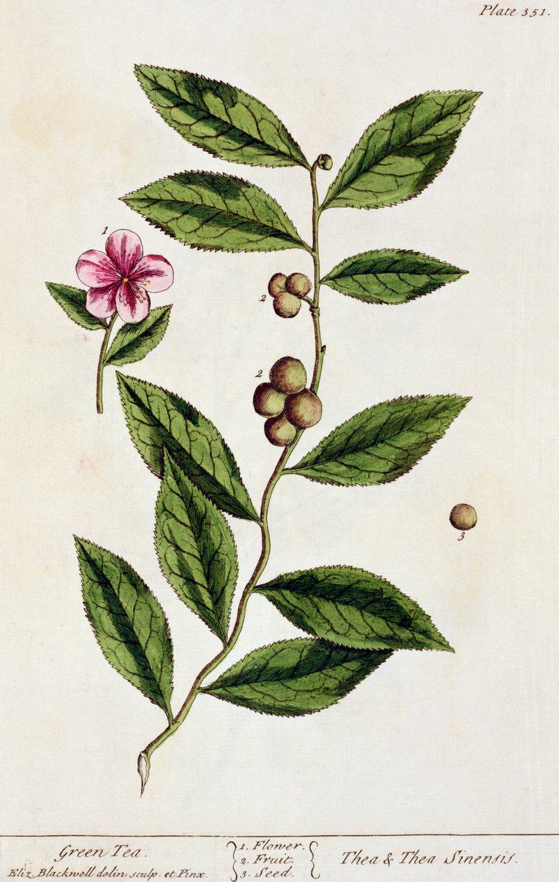 Zöld tea, 351-es tányér az „A Curious Herbal”-ból, 1782-ben megjelent (színes metszet) alkotó: Elizabeth Blackwell