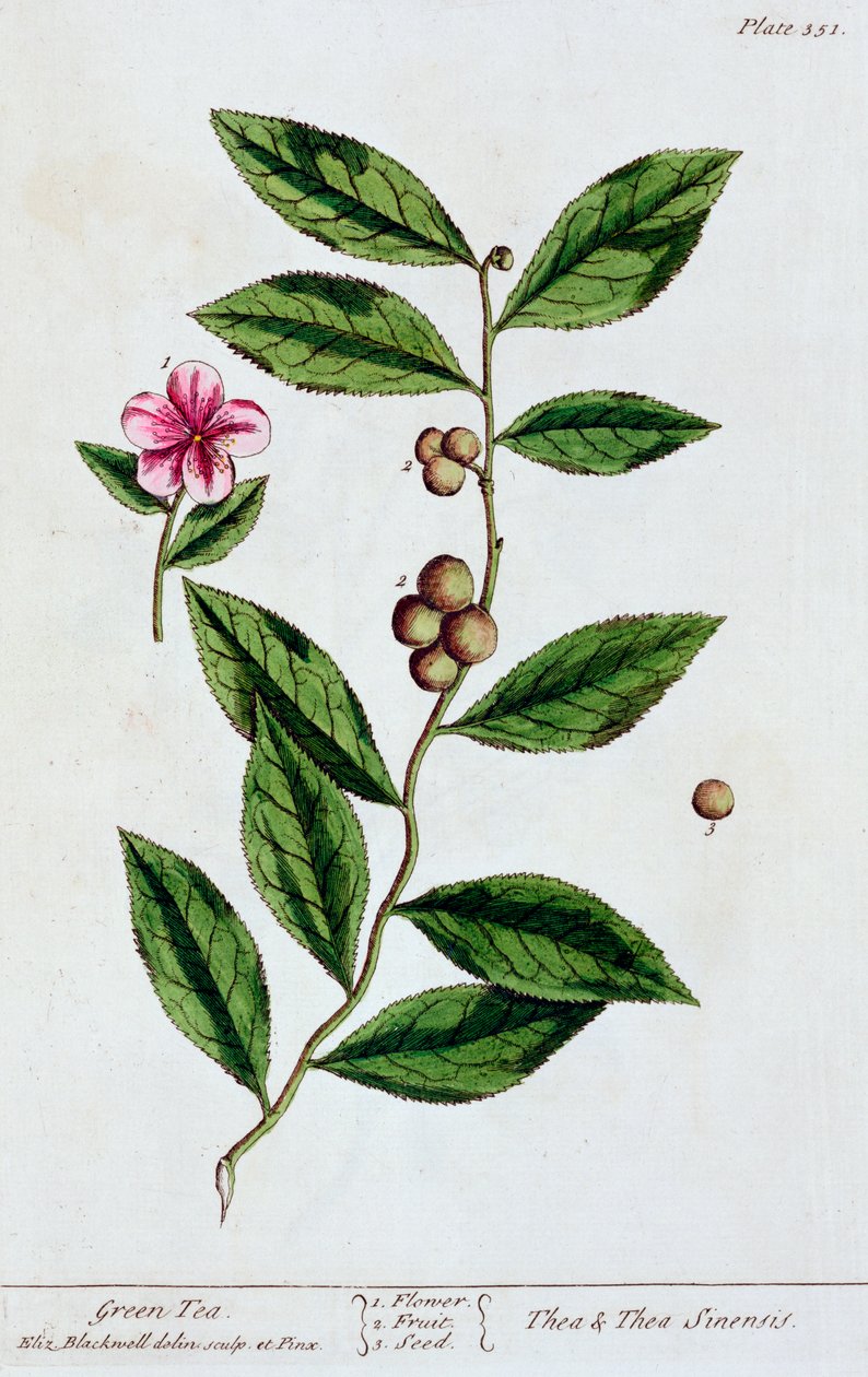 Zöld tea, 1782 alkotó: Elizabeth Blackwell