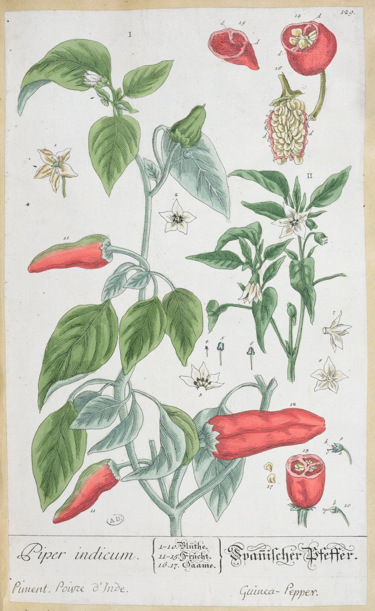 Guineai bors (Piper Indicum) 129. tányér az „A Curious Herbal” német kiadásából, 1757-ben alkotó: Elizabeth Blackwell