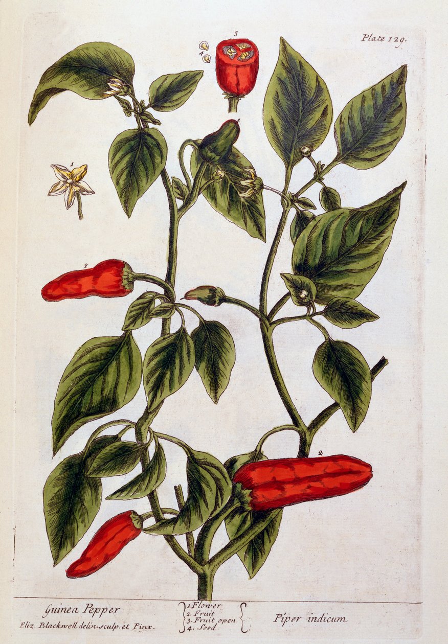 Guinea bors, 129. tábla az 1782-ben kiadott "Egy különös gyógynövény" című könyvből (színes metszet). alkotó: Elizabeth Blackwell