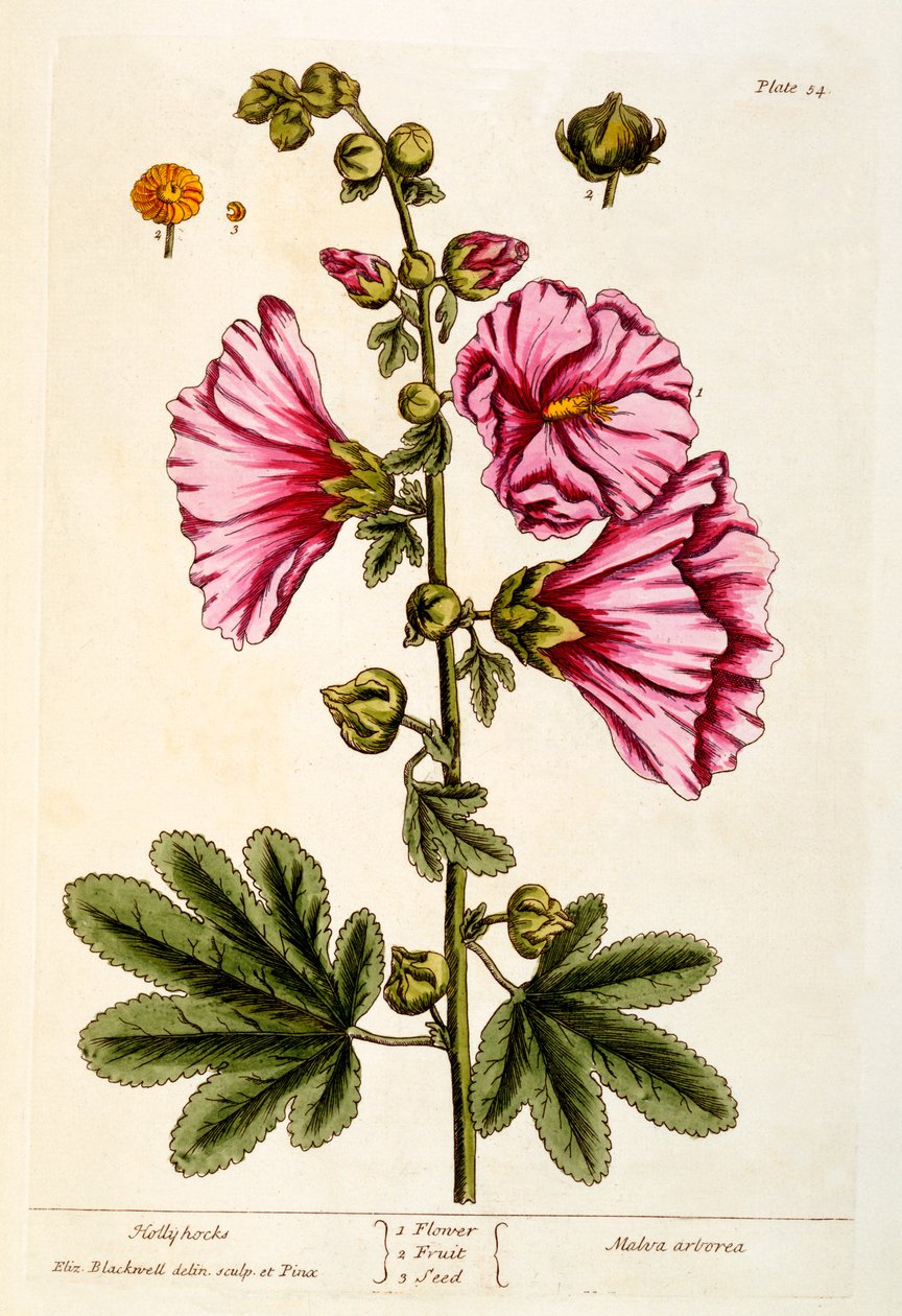 Hollyhocks, 54-es tábla az „A Curious Herbal”-ból, 1782-ben (színes metszet) alkotó: Elizabeth Blackwell