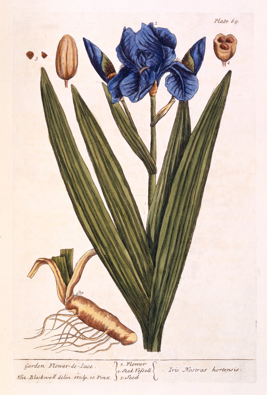 Írisz, 69. tábla az „A Curious Herbal”-ból, 1782-ben (színes metszet) alkotó: Elizabeth Blackwell