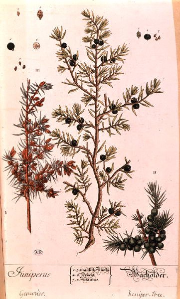 Boróka (Juniperus) tányér az „A Curious Herbal” német kiadásából, 1757-ben jelent meg (színes metszet) alkotó: Elizabeth Blackwell