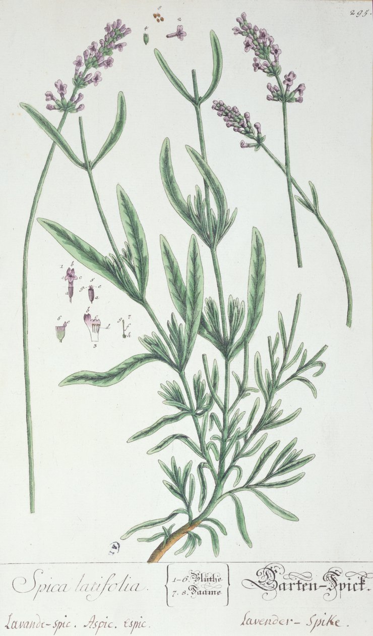 Levendula tüske, a művész "Herbarium Blackwellianum" című művének táblája, 1757 (toll és tinta és wc, papír) alkotó: Elizabeth Blackwell