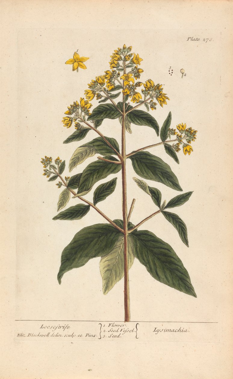 Lysimachia (Loosestrife), 278. tábla az „A Curious Herbal”-ból, II. kötet, London, 1737 alkotó: Elizabeth Blackwell