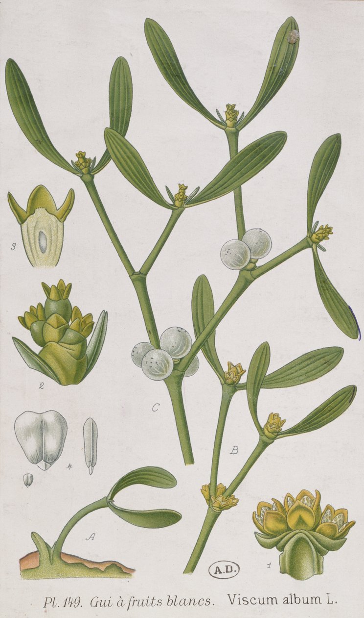 Fagyöngy, az 1757-ben Nürnbergben megjelent „A Curious Herbal”-ból alkotó: Elizabeth Blackwell