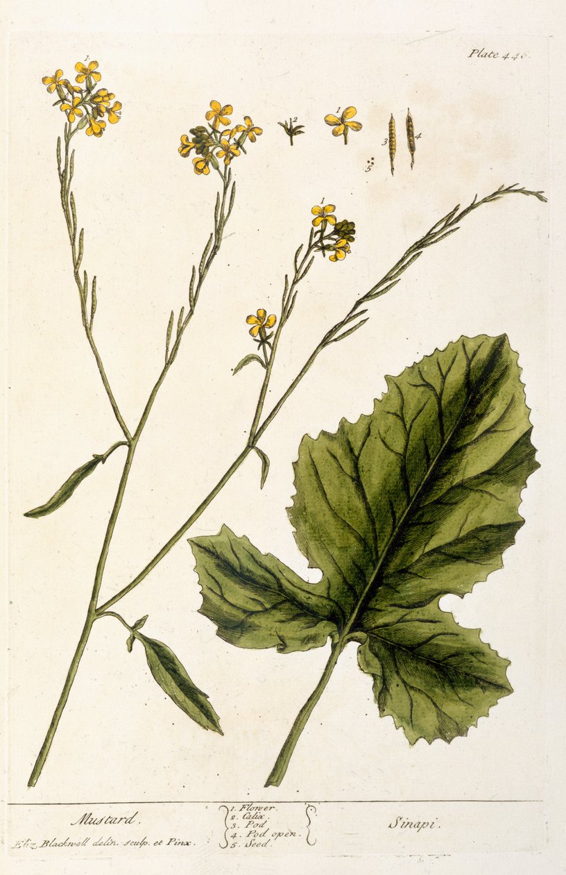 Mustár, 446-os tábla az „A Curious Herbal”-ból, 1782-ben megjelent (színes metszet) alkotó: Elizabeth Blackwell