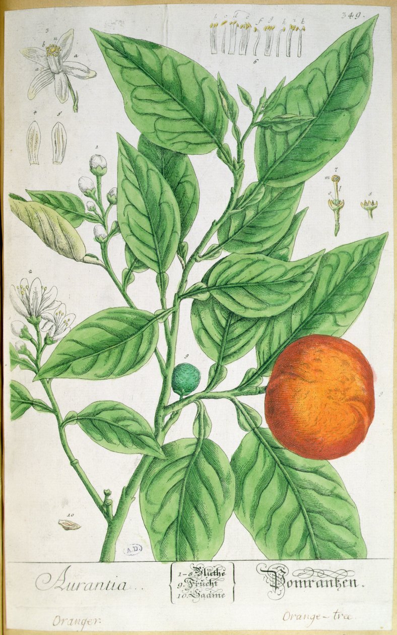Narancság gyümölcsökkel, az 1757-ben Nürnbergben kiadott „A Curious Herbal”-ból (színes metszet) alkotó: Elizabeth Blackwell