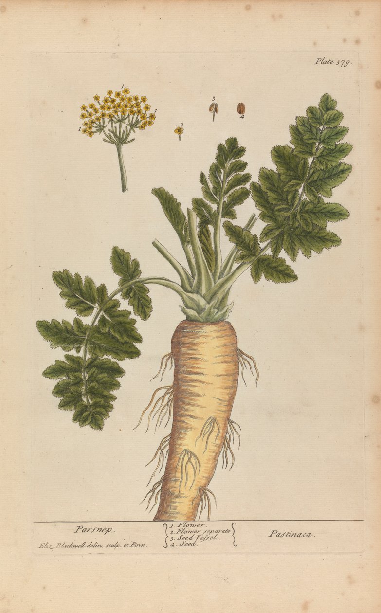Pastinaca (paszternák), 379. tábla az „A Curious Herbal”-ból, II. kötet, London, 1737 alkotó: Elizabeth Blackwell