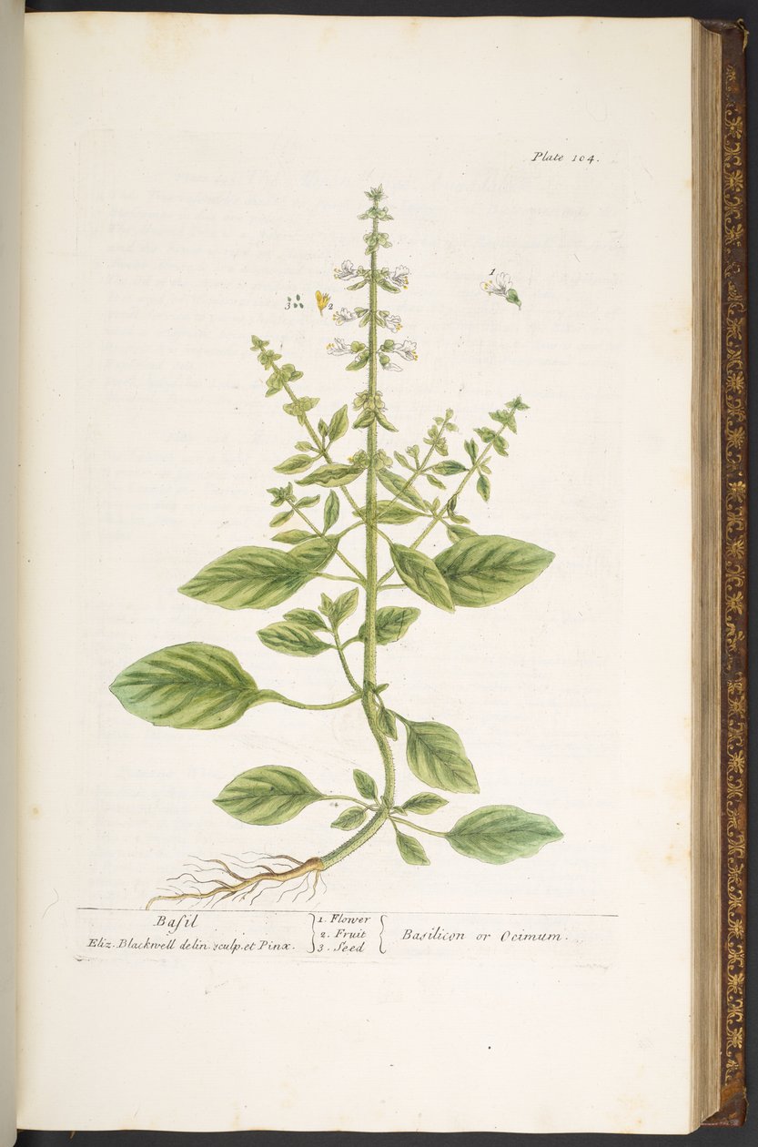 104. tábla az „Egy kíváncsi gyógynövény”-ből alkotó: Elizabeth Blackwell