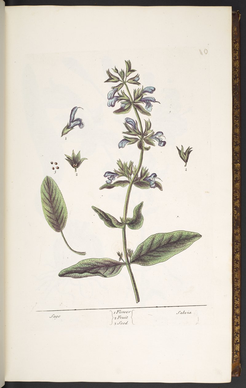 10. tábla, Sage, az „A Curious Herbal”-ból alkotó: Elizabeth Blackwell