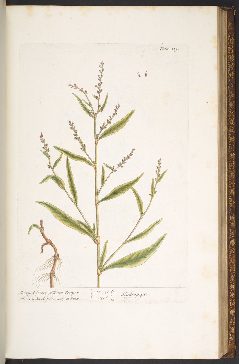119-es tányér, Sharp Arsmart vagy vízi bors, az „A Curious Herbal”-ból alkotó: Elizabeth Blackwell
