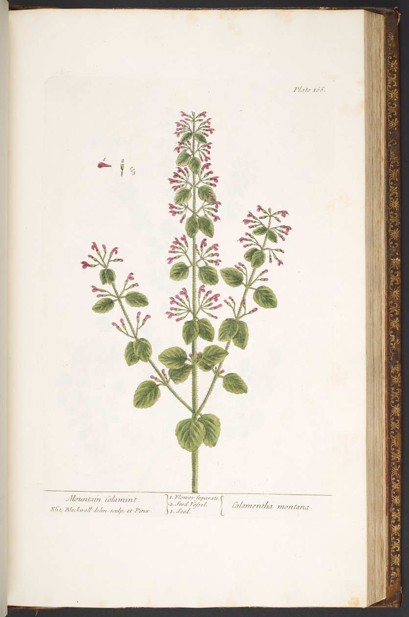 166. tábla, Mountain Calamint, az „A Curious Herbal”-ból alkotó: Elizabeth Blackwell