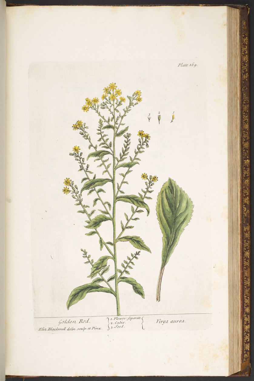 169. tábla, Aranybot, az „A Curious Herbal”-ból alkotó: Elizabeth Blackwell