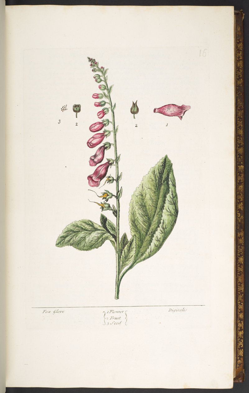 16. tábla, Fox Glove, az 