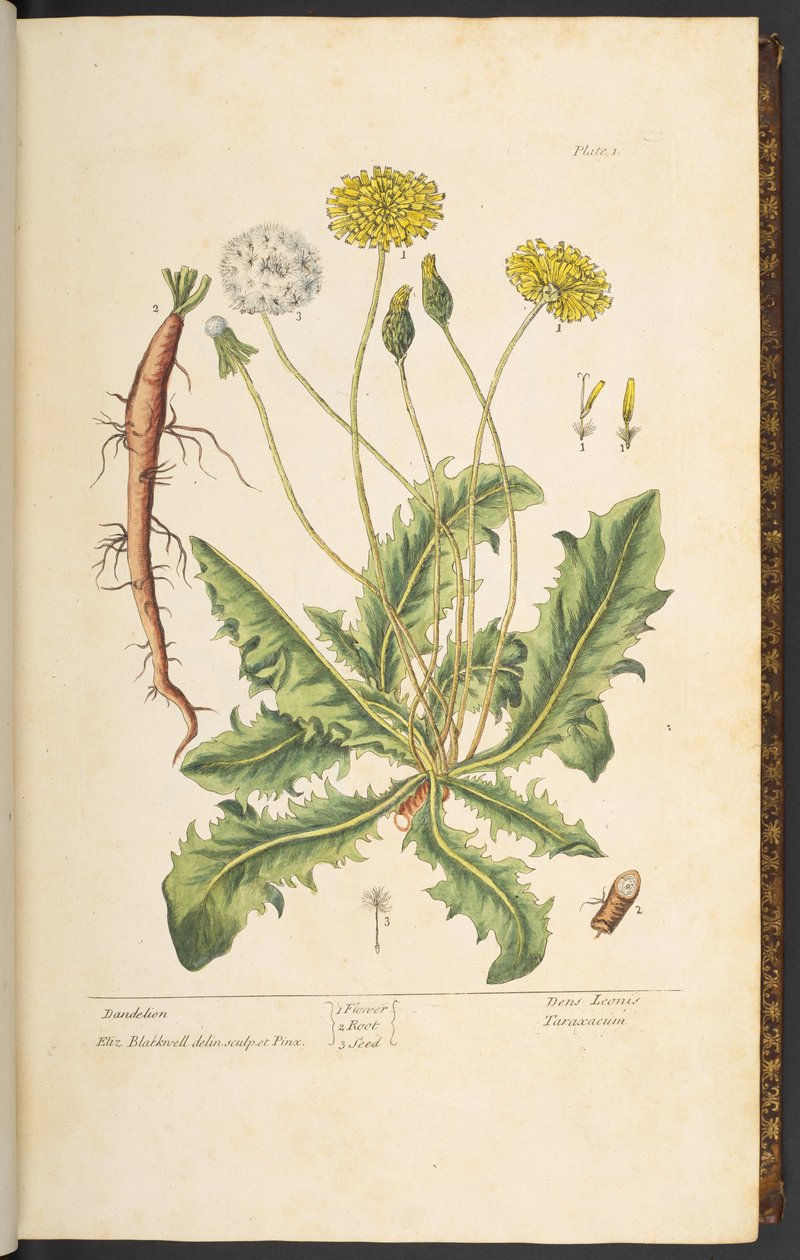 1. tábla, pitypang, az „A Curious Herbal” című könyvből alkotó: Elizabeth Blackwell