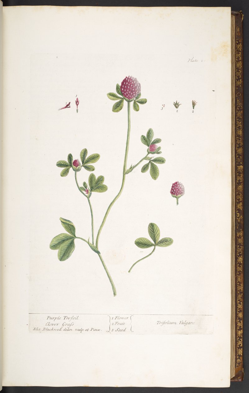20. tányér, lila lóhere fű, az "A Curious Herbal"-ból alkotó: Elizabeth Blackwell