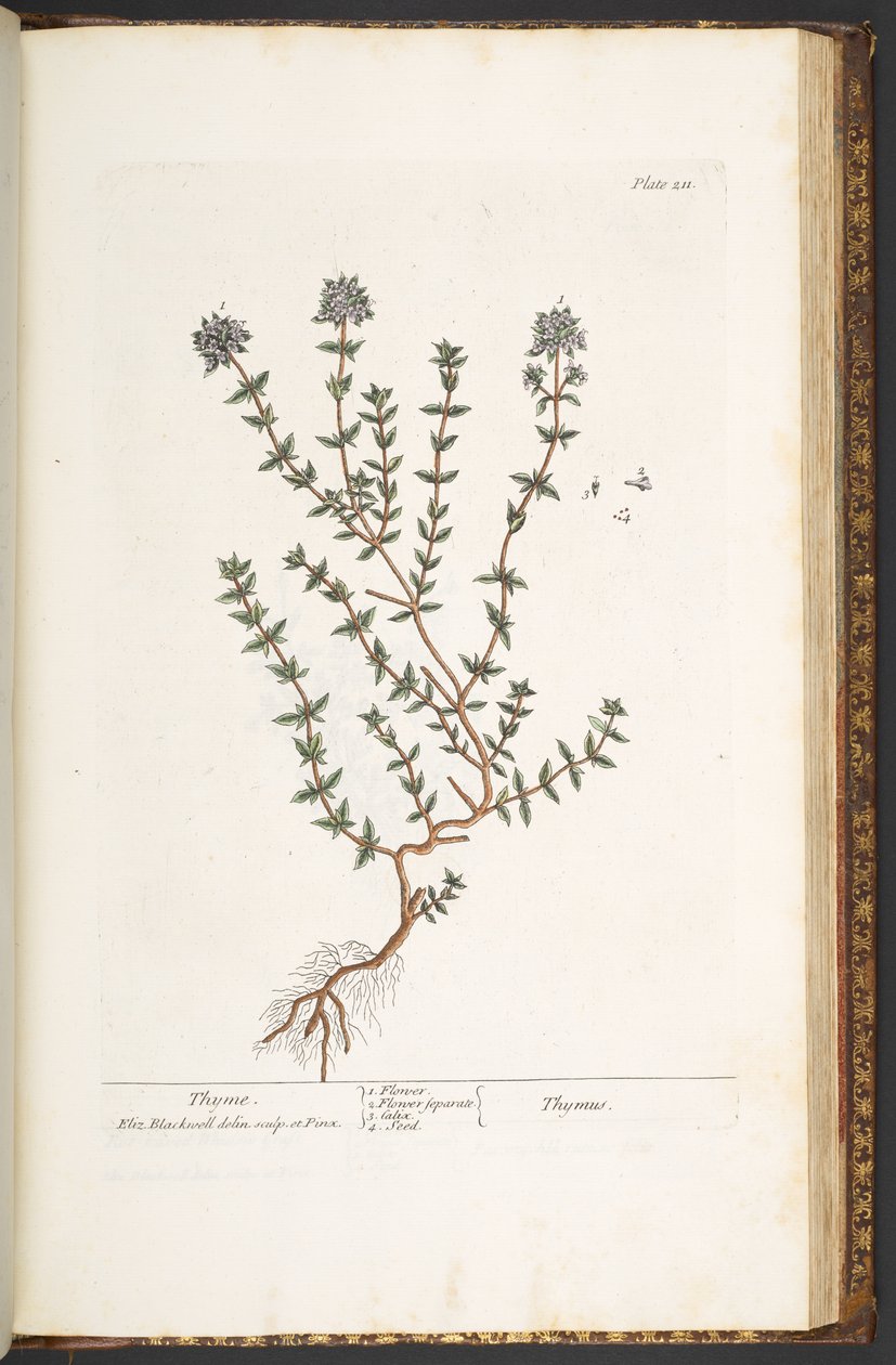 211-es tábla, kakukkfű, az „A Curious Herbal” c. alkotó: Elizabeth Blackwell