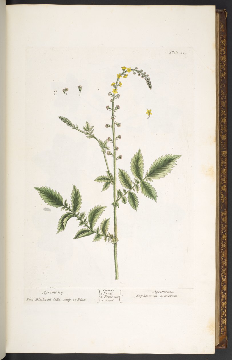 21. tábla, Agrimony, az 