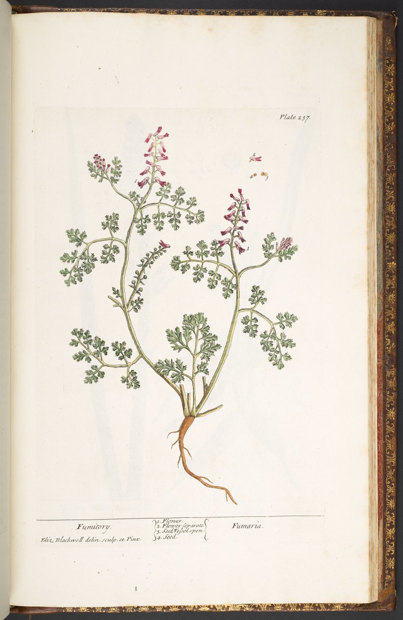237. tábla, Fumitory, az 