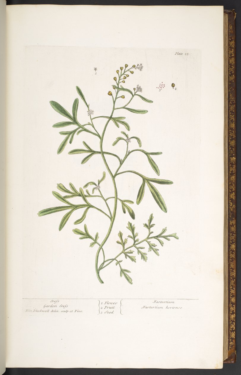 23. tábla, kerti zsázsa, az „A Curious Herbal”-ból alkotó: Elizabeth Blackwell