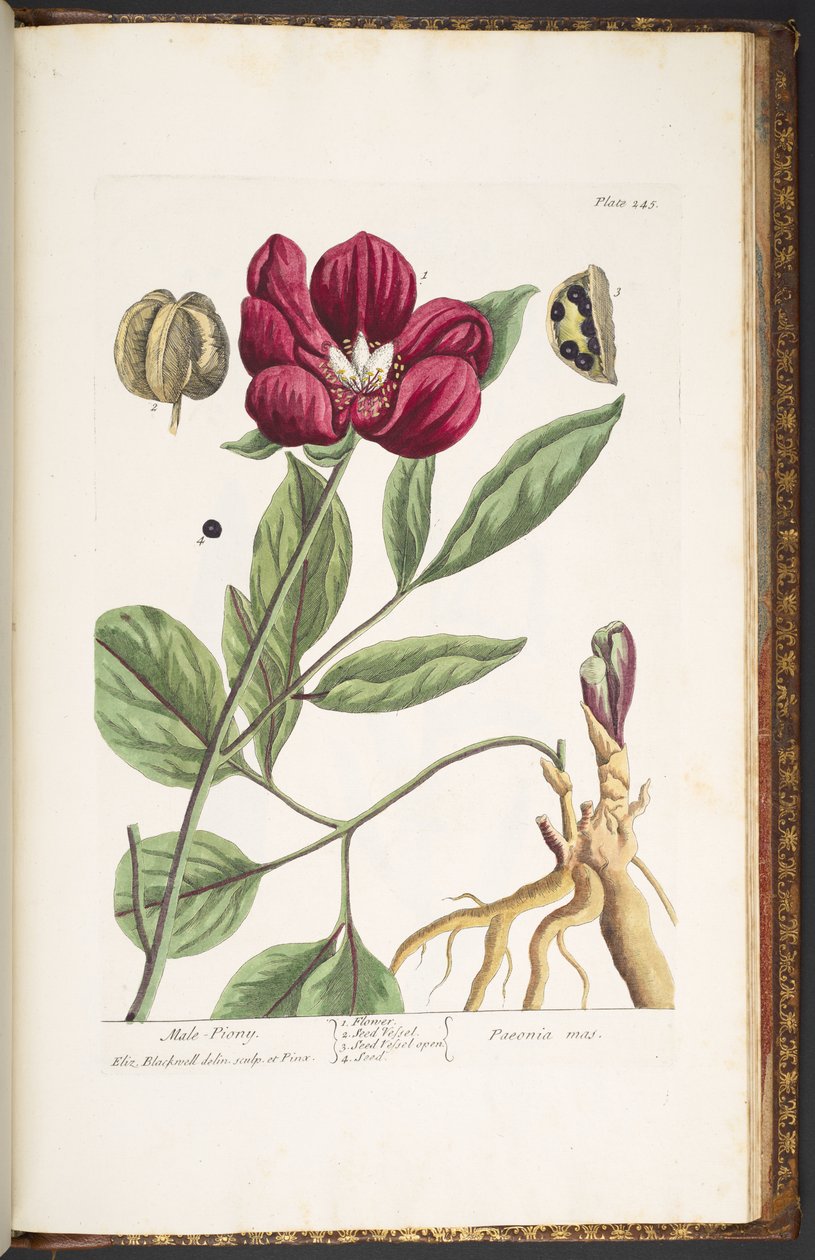 245. tábla, hím pionya, az „A Curious Herbal” c. alkotó: Elizabeth Blackwell
