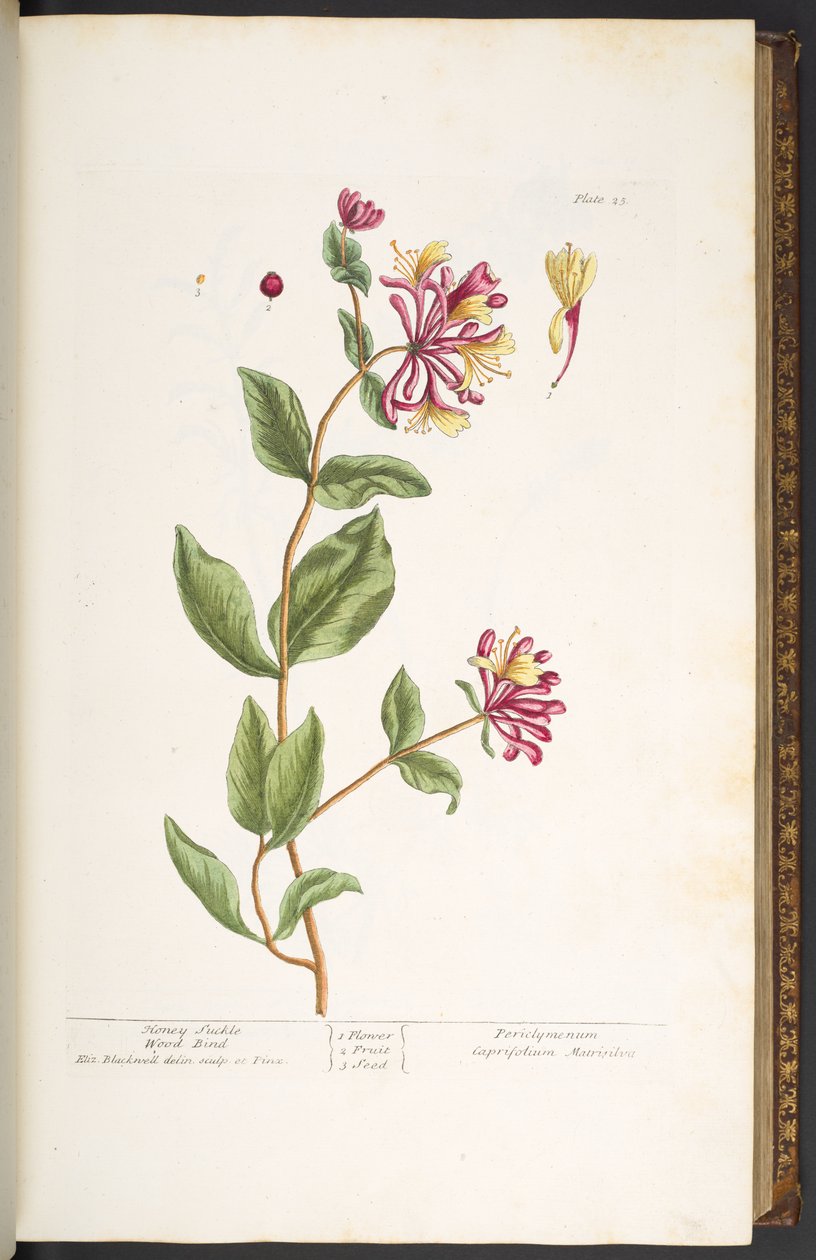 25. tábla, Honeysuckle Wood Blind, az 