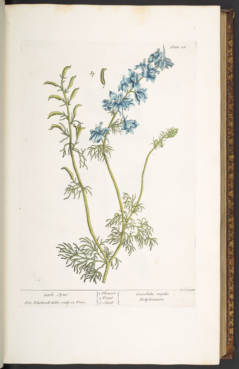 26. tábla, Lark Spur, az „A Curious Herbal”-ból alkotó: Elizabeth Blackwell