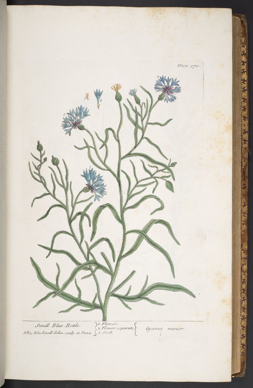 270-es tányér, kis kék palack, az "A Curious Herbal"-ból alkotó: Elizabeth Blackwell