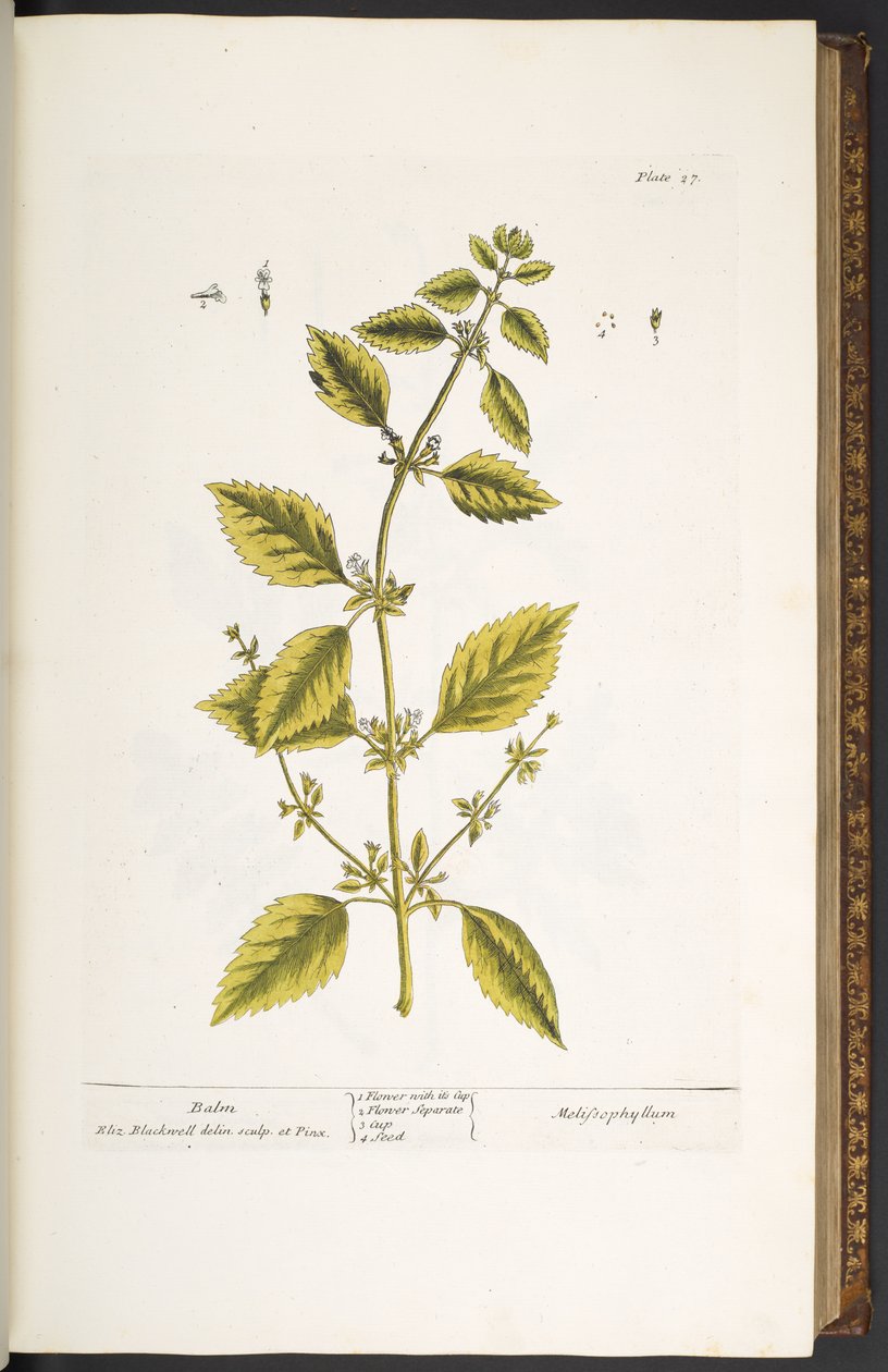 27. tányér, balzsam, az "A Curious Herbal"-ból alkotó: Elizabeth Blackwell