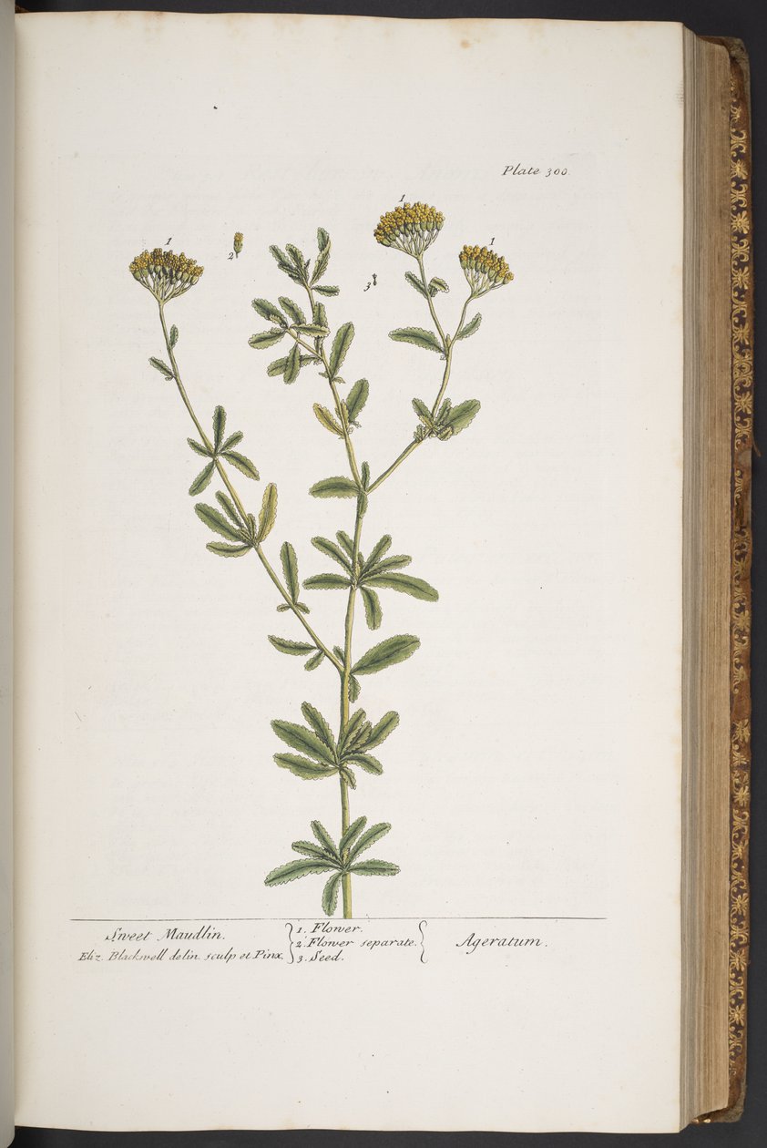 300. tábla, az "A Curious Herbal"-ból alkotó: Elizabeth Blackwell