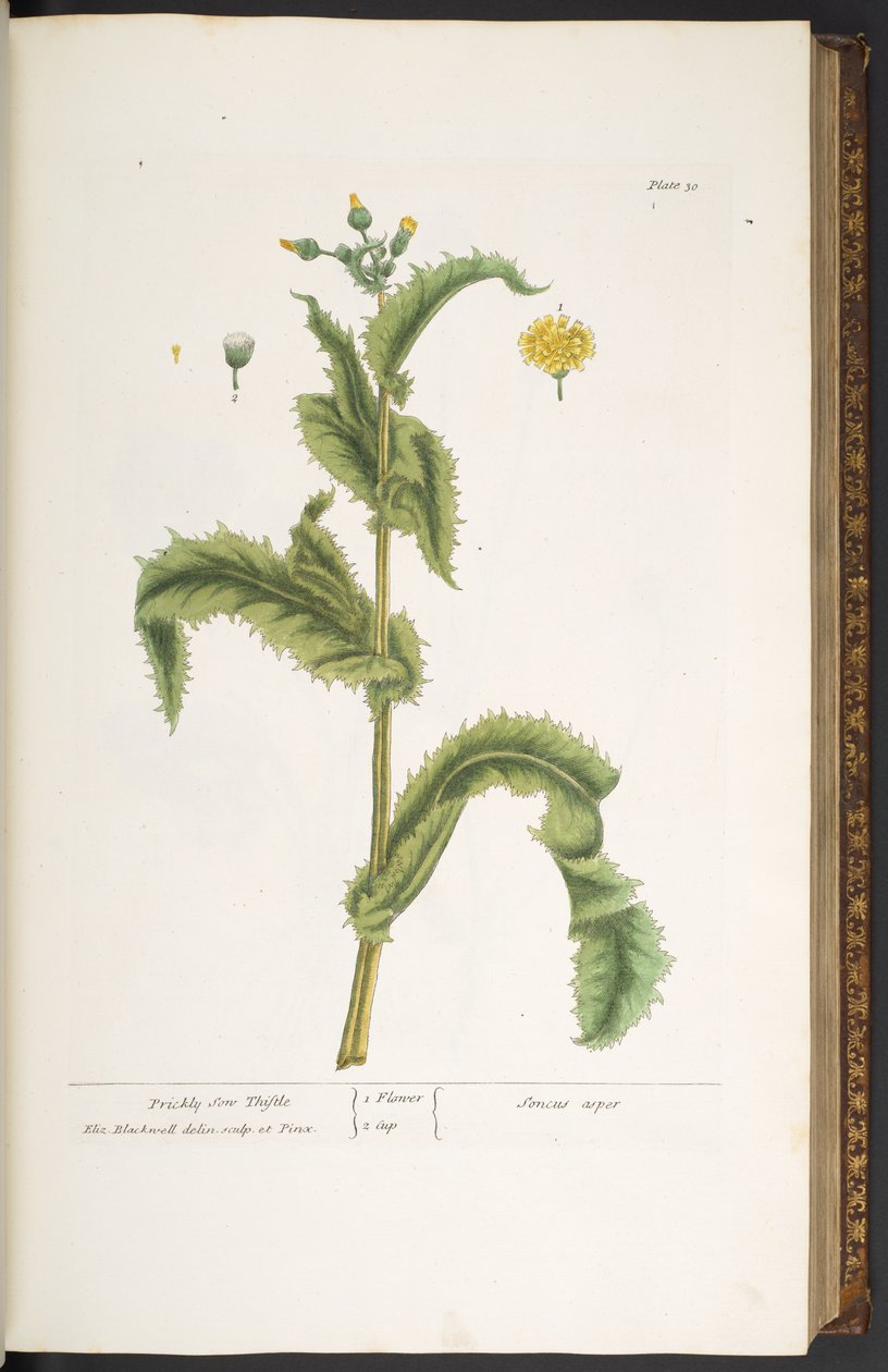 30. tábla, Prickly Son Thistle, az 