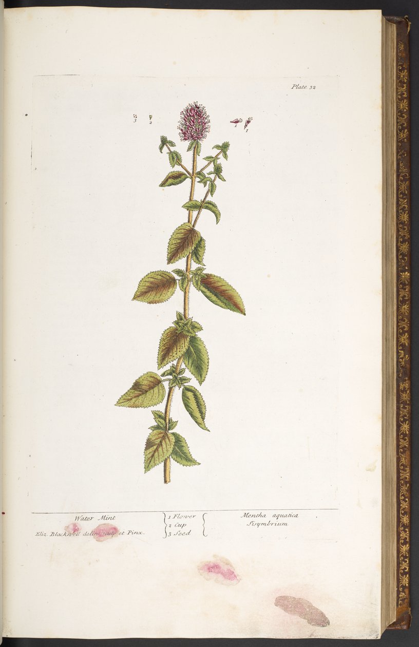 32. tábla, vízi menta, az „A Curious Herbal”-ból alkotó: Elizabeth Blackwell