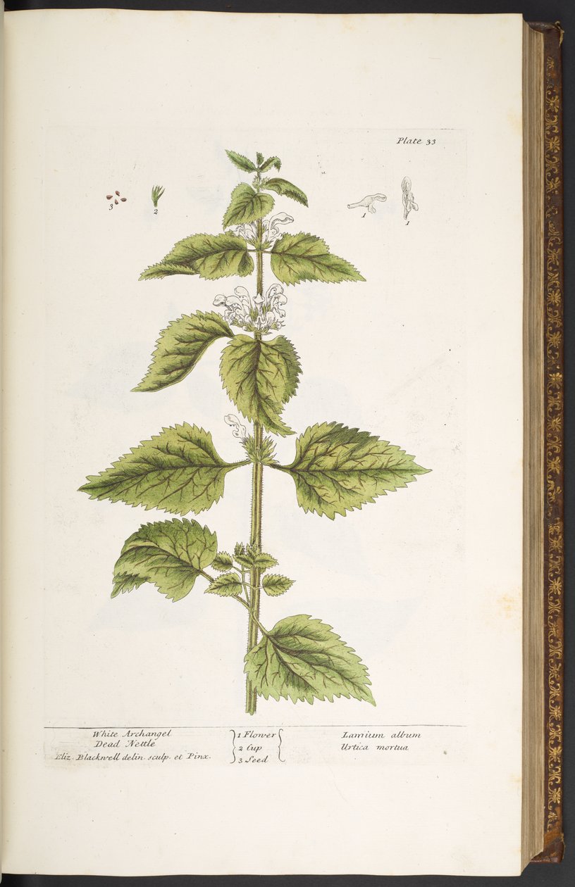 33. tábla, Fehér arkangyal, halott csalán, az „A Curious Herbal”-ból alkotó: Elizabeth Blackwell